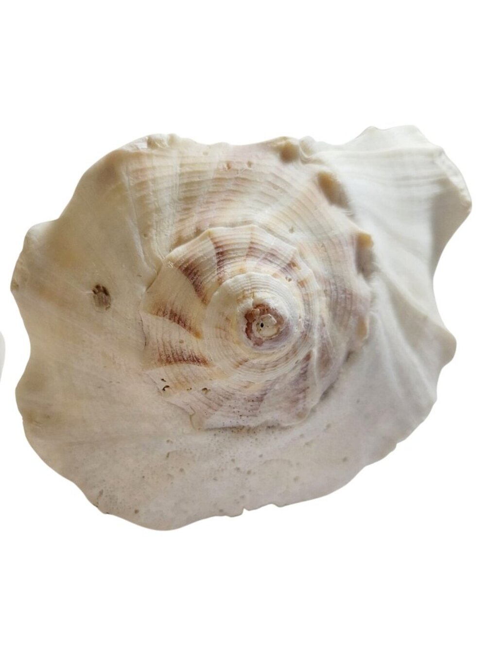 Pair of Vintage Conch Shells Beach House Decor 7.5" or Crafters Seashells - Picture 6 of 14